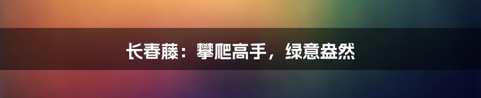 长春藤：攀爬高手，绿意盎然