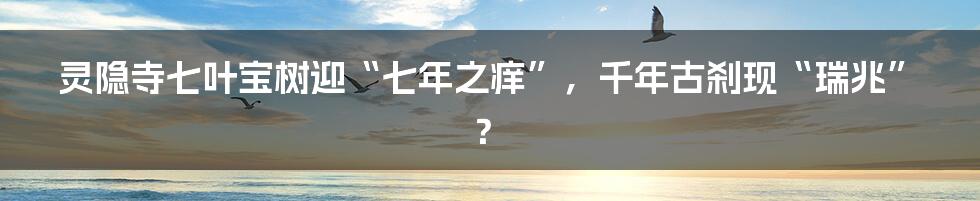 灵隐寺七叶宝树迎“七年之痒”，千年古刹现“瑞兆”？