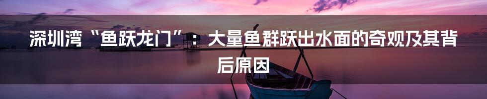 深圳湾“鱼跃龙门”:大量鱼群跃出水面的奇观及其背后原因