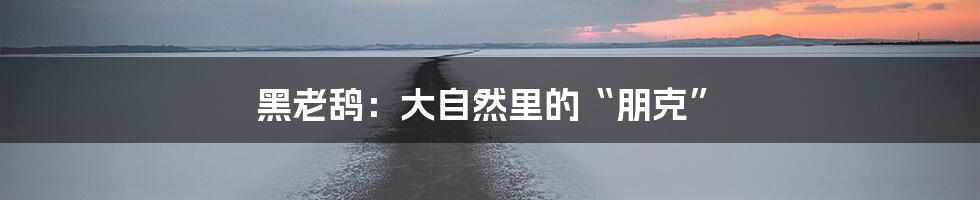 黑老鸹:大自然里的“朋克”