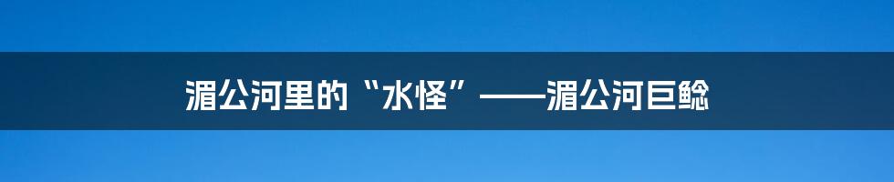 湄公河里的“水怪”——湄公河巨鲶