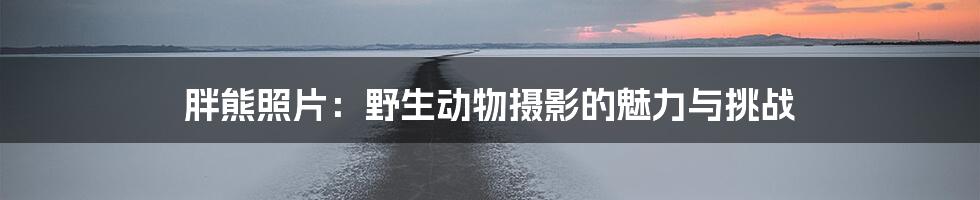 胖熊照片:野生动物摄影的魅力与挑战