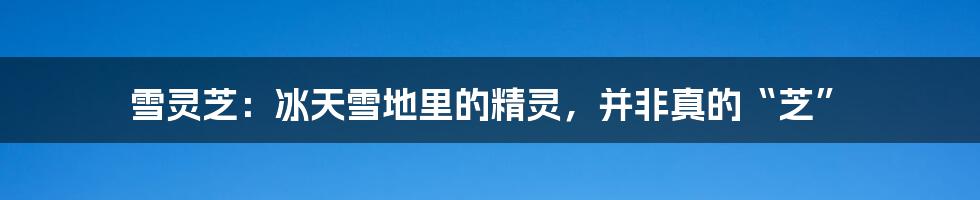 雪灵芝:冰天雪地里的精灵,并非真的“芝”