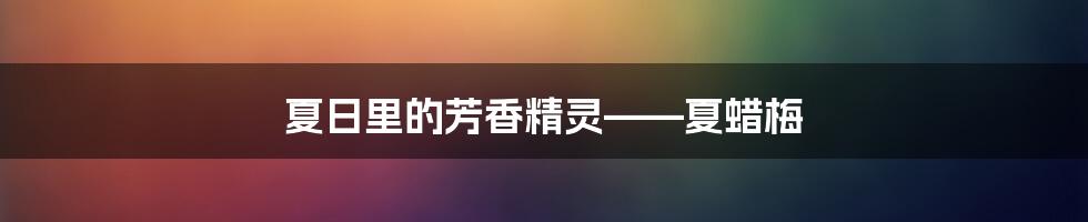 夏日里的芳香精灵——夏蜡梅