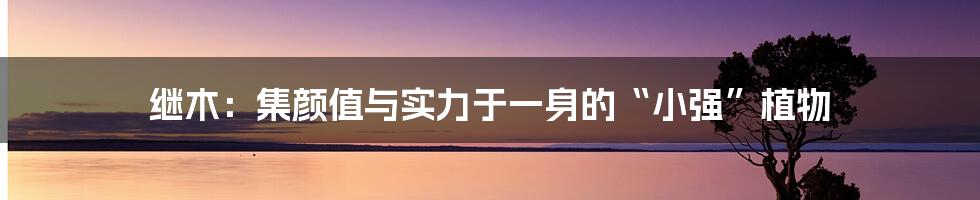 继木:集颜值与实力于一身的“小强”植物