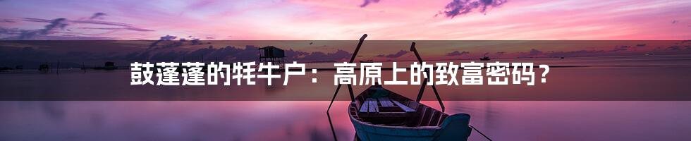 鼓蓬蓬的牦牛户:高原上的致富密码?