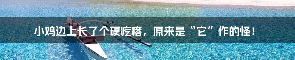 小鸡边上长了个硬疙瘩,原来是“它”作的怪!