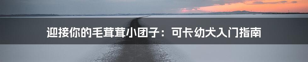 迎接你的毛茸茸小团子：可卡幼犬入门指南