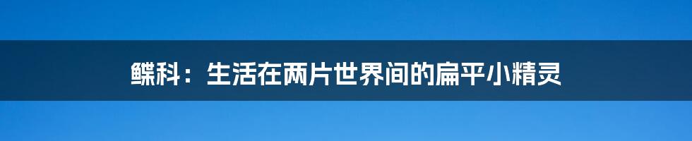 鲽科：生活在两片世界间的扁平小精灵