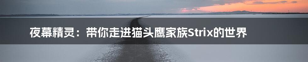 夜幕精灵：带你走进猫头鹰家族Strix的世界