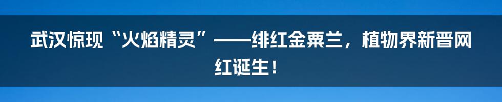 武汉惊现“火焰精灵”——绯红金粟兰,植物界新晋网红诞生!