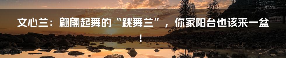 文心兰:翩翩起舞的“跳舞兰”,你家阳台也该来一盆!