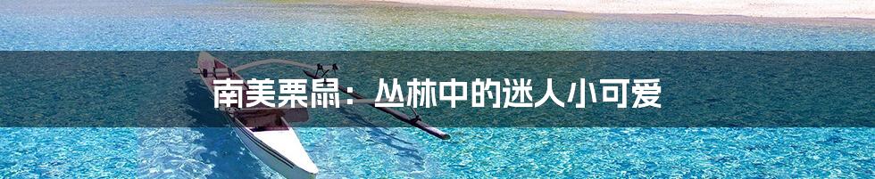 南美栗鼠:丛林中的迷人小可爱