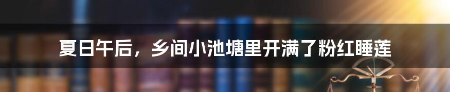 夏日午后，乡间小池塘里开满了粉红睡莲