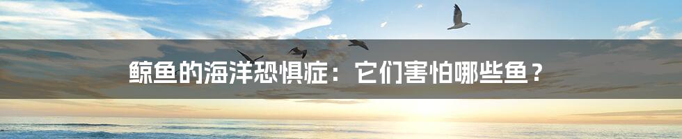 鲸鱼的海洋恐惧症:它们害怕哪些鱼?