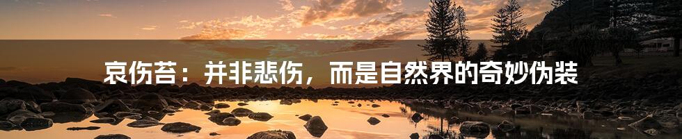 哀伤苔：并非悲伤，而是自然界的奇妙伪装