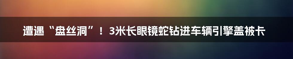 遭遇“盘丝洞”！3米长眼镜蛇钻进车辆引擎盖被卡