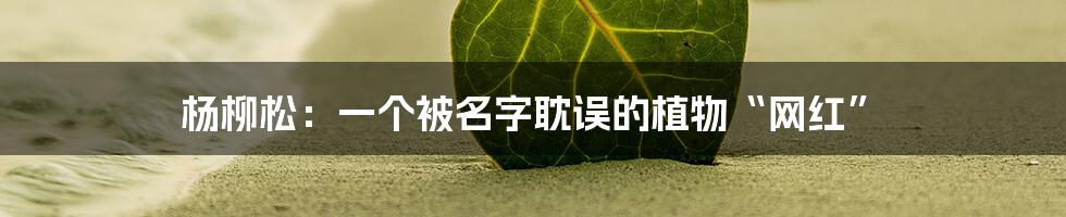 杨柳松:一个被名字耽误的植物“网红”