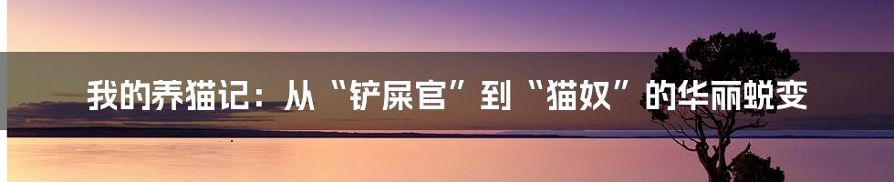 我的养猫记：从“铲屎官”到“猫奴”的华丽蜕变