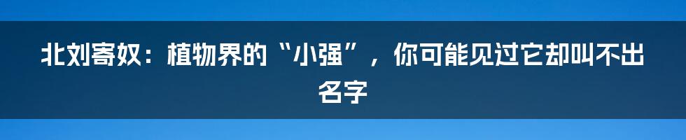 北刘寄奴：植物界的“小强”，你可能见过它却叫不出名字