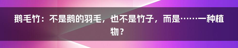 鹅毛竹:不是鹅的羽毛,也不是竹子,而是……一种植物?
