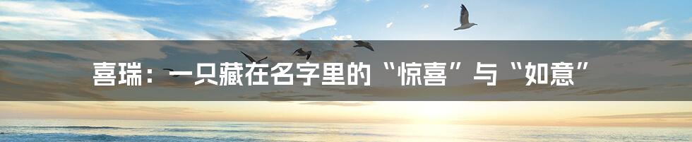 喜瑞:一只藏在名字里的“惊喜”与“如意”