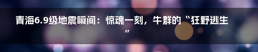 青海6.9级地震瞬间:惊魂一刻,牛群的“狂野逃生”
