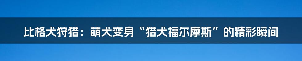 比格犬狩猎:萌犬变身“猎犬福尔摩斯”的精彩瞬间