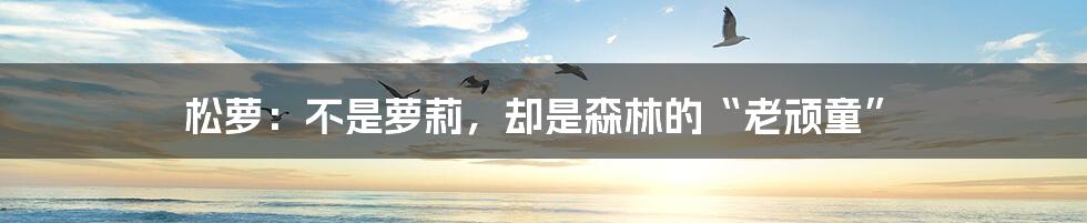 松萝：不是萝莉，却是森林的“老顽童”