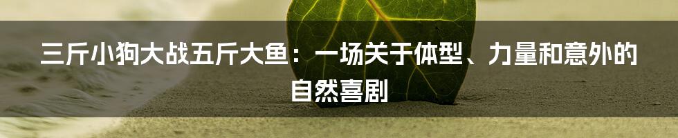 三斤小狗大战五斤大鱼：一场关于体型、力量和意外的自然喜剧