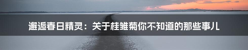 邂逅春日精灵:关于桂雏菊你不知道的那些事儿