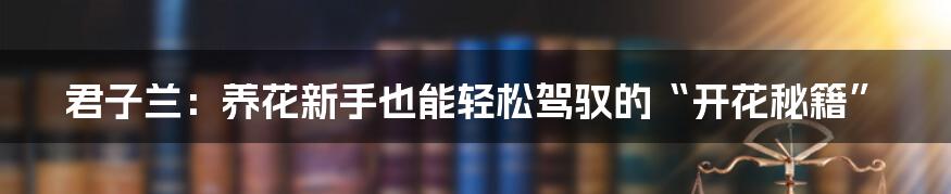 君子兰：养花新手也能轻松驾驭的“开花秘籍”