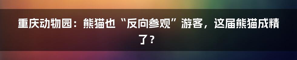 重庆动物园：熊猫也“反向参观”游客，这届熊猫成精了？