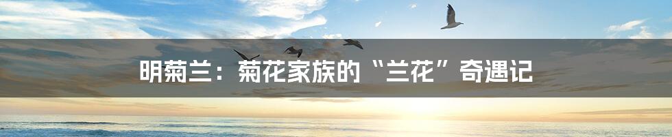 明菊兰：菊花家族的“兰花”奇遇记