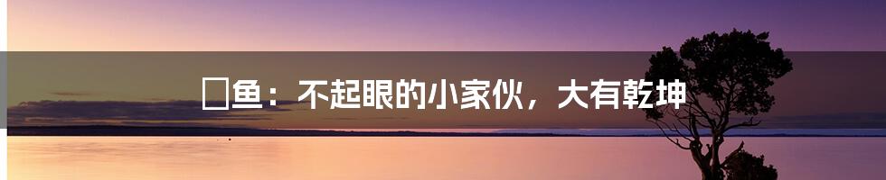 鮈鱼：不起眼的小家伙，大有乾坤
