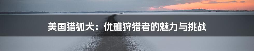 美国猎狐犬：优雅狩猎者的魅力与挑战