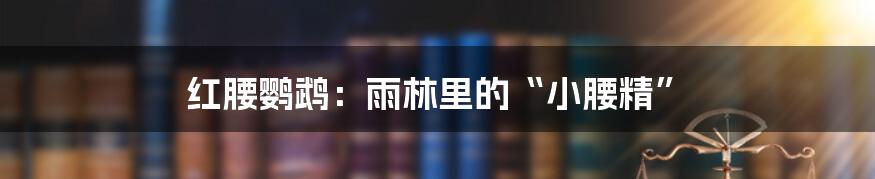 红腰鹦鹉：雨林里的“小腰精”