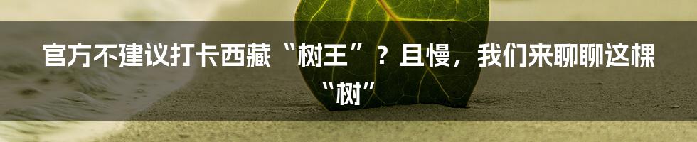 官方不建议打卡西藏“树王”？且慢，我们来聊聊这棵“树”