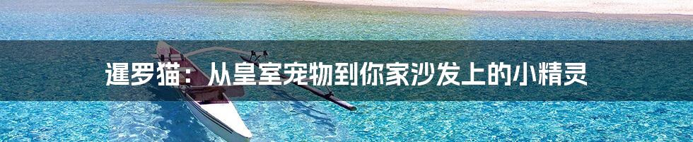 暹罗猫：从皇室宠物到你家沙发上的小精灵