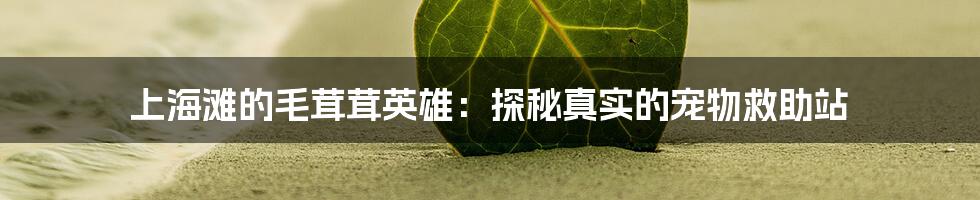 上海滩的毛茸茸英雄：探秘真实的宠物救助站
