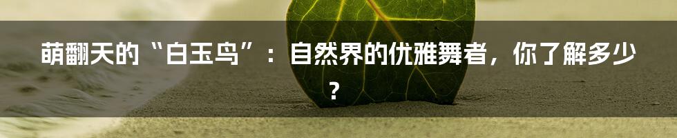 萌翻天的“白玉鸟”:自然界的优雅舞者,你了解多少?
