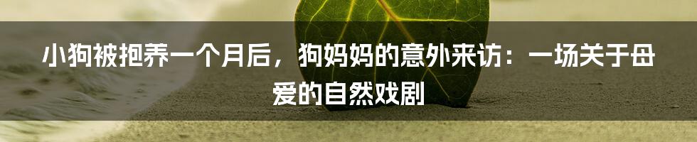 小狗被抱养一个月后，狗妈妈的意外来访：一场关于母爱的自然戏剧