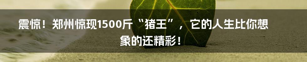 震惊！郑州惊现1500斤“猪王”，它的人生比你想象的还精彩！