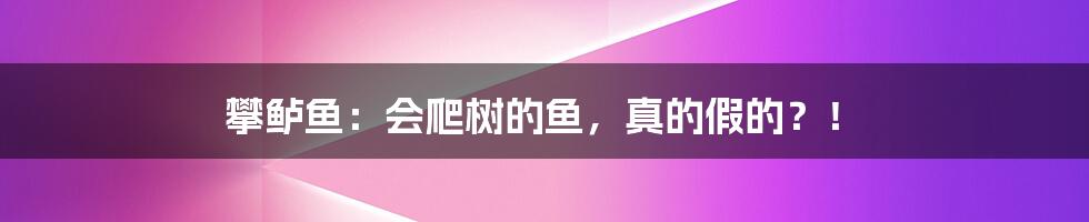 攀鲈鱼：会爬树的鱼，真的假的？！
