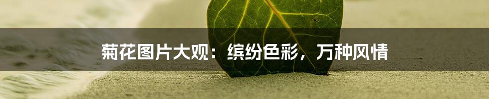 菊花图片大观:缤纷色彩,万种风情