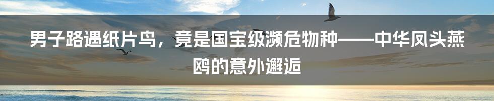 男子路遇纸片鸟，竟是国宝级濒危物种——中华凤头燕鸥的意外邂逅