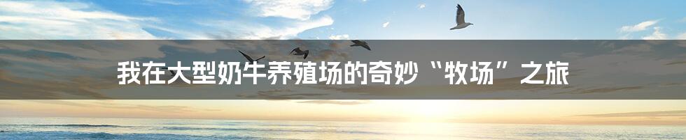 我在大型奶牛养殖场的奇妙“牧场”之旅