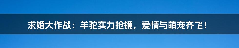 求婚大作战:羊驼实力抢镜,爱情与萌宠齐飞!