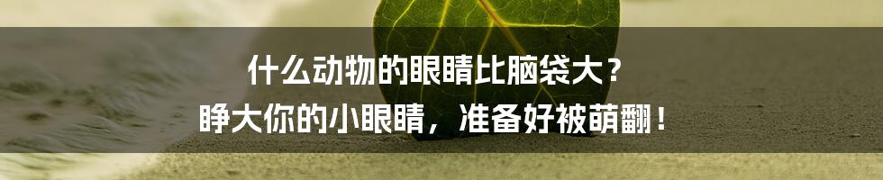 什么动物的眼睛比脑袋大? 睁大你的小眼睛,准备好被萌翻!