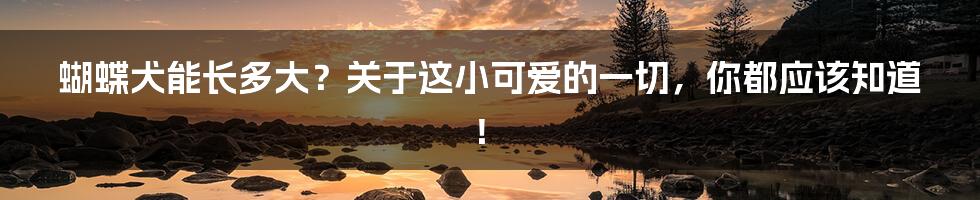 蝴蝶犬能长多大？关于这小可爱的一切，你都应该知道！